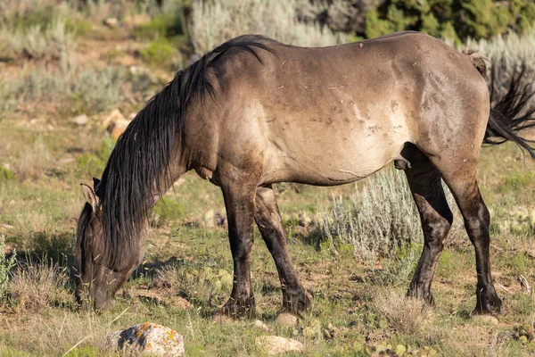 Дикая Лошадь Летом Монтане — стоковое фото