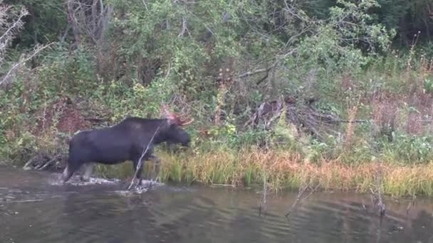 怀俄明州秋季车辙中的公麋鹿 — 图库视频影像
