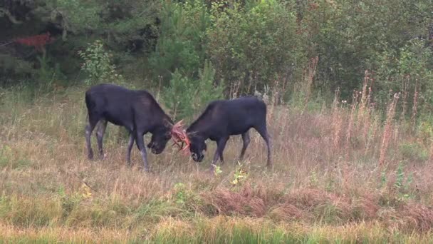 Ein Paar Bullenelche Beim Traben Wyoming Herbst — Stockvideo