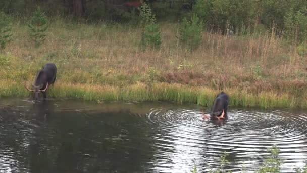 Ett Par Tjur Älg Wyoming Ruffen Hösten — Stockvideo