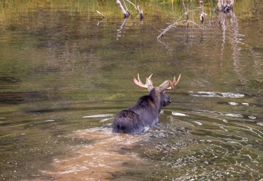 Sonbaharda Wyoming 'de bir geyik.