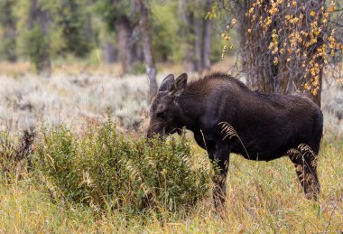 Sonbaharda Wyoming 'de bir sığır geyiği.