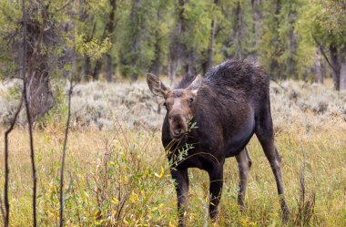 Sonbaharda Wyoming 'de bir sığır geyiği.
