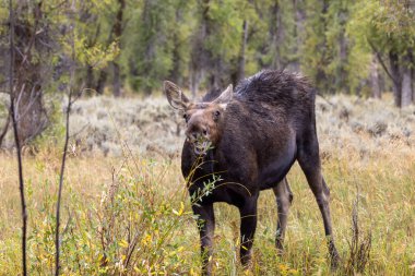 Sonbaharda Wyoming 'de bir sığır geyiği.