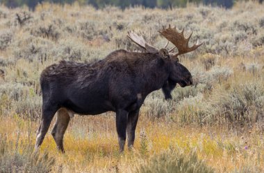 Sonbaharda Wyoming 'de bir geyik.