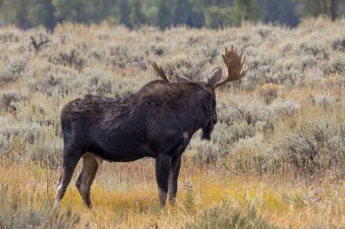 Sonbaharda Wyoming 'de bir geyik.