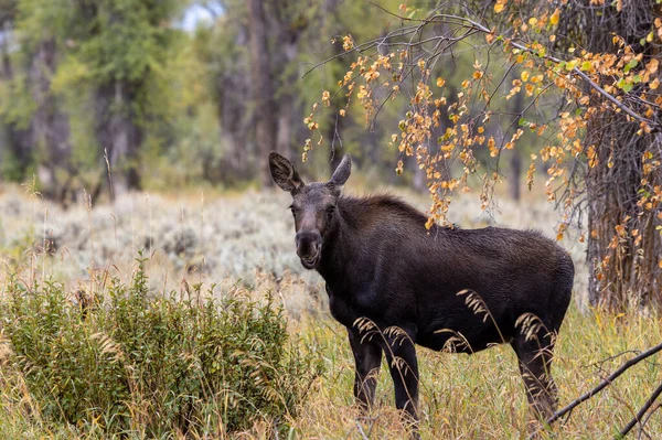 Cow Moose Wyoming Autumn — Stock Photo, Image