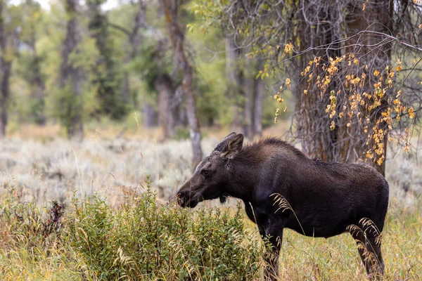 Een Koeieneland Wyoming Herfst — Stockfoto