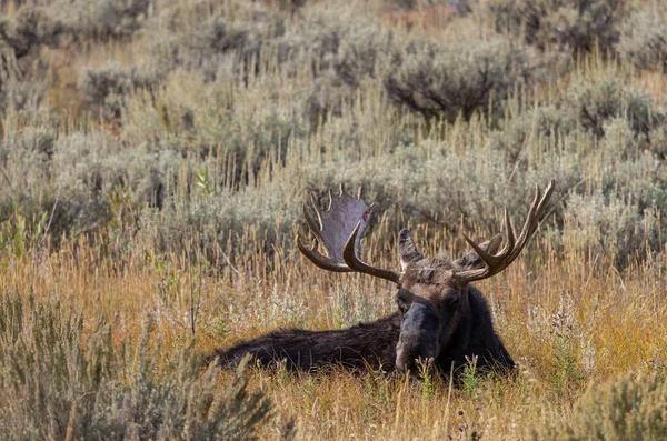 Orignal Taureau Dans Wyoming Automne — Photo