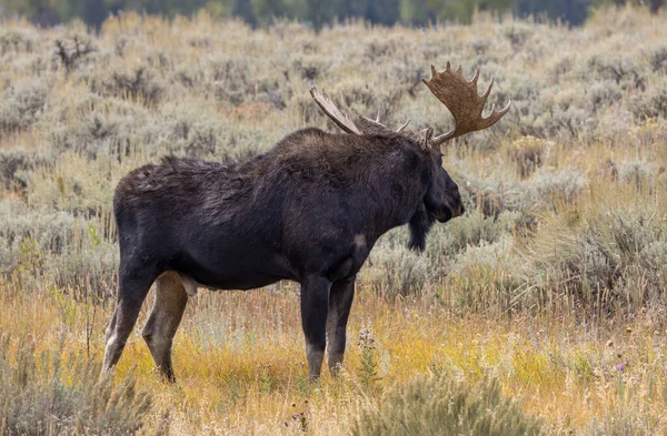 Een Stier Eland Wyoming Herfst — Stockfoto