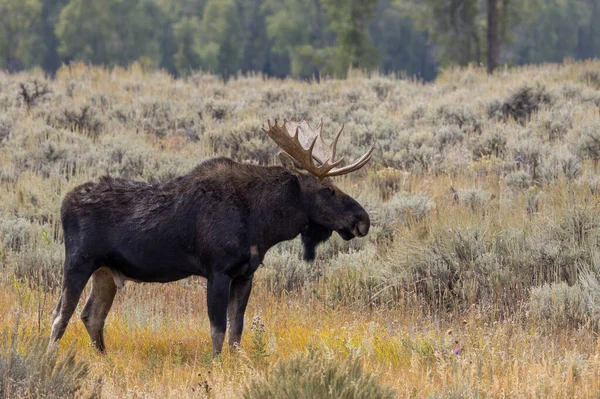 Bull Moose Wyoming Autumn — Stock Photo, Image