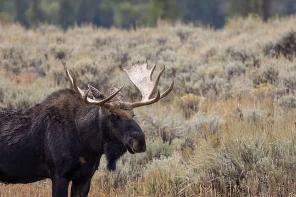 Orignal Taureau Dans Wyoming Automne — Photo