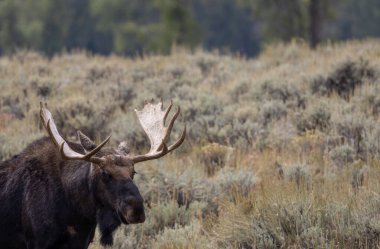 Sonbaharda Wyoming 'de bir geyik.