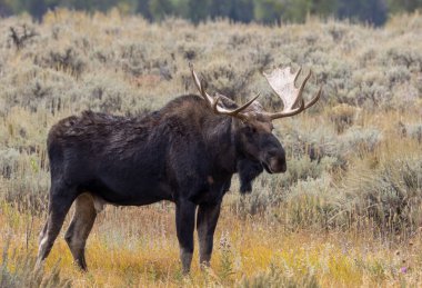 Sonbaharda Wyoming 'de bir geyik.