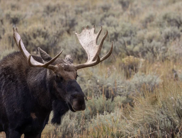 Orignal Taureau Dans Wyoming Automne — Photo