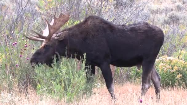 Alce Toro Durante Rutina Otoño Wyoming — Vídeos de Stock