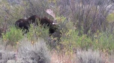 Wyoming 'deki sonbahar monotonluğu sırasında bir geyik.
