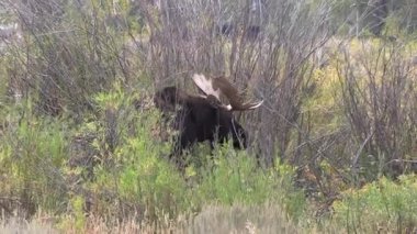 Wyoming 'deki sonbahar monotonluğu sırasında bir geyik.