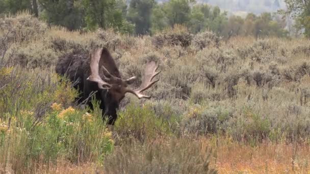 Býka Losa Během Podzimu Wyomingu — Stock video
