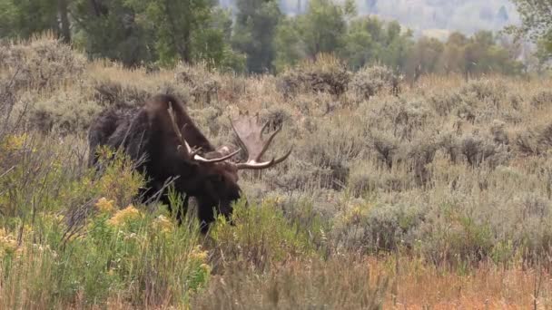 Orignal Taureau Pendant Ornière Automne Dans Wyoming — Video