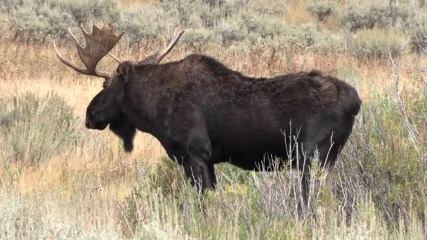 Ein Elchbulle Während Des Sturzkampfs Wyoming — Stockvideo