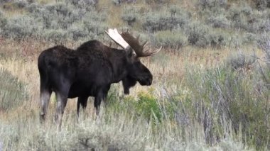 Sonbaharda Wyoming 'de monoton bir geyik.