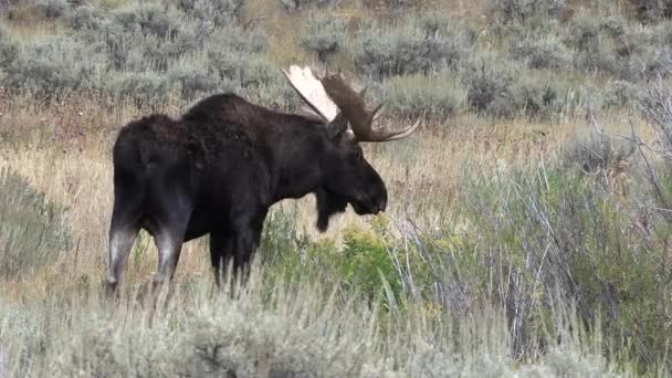 Een Stier Eland Tijdens Sleur Wyoming Herfst — Stockvideo