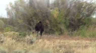 Sonbaharda Wyoming 'de monoton bir geyik.