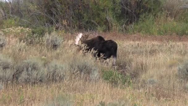 Ein Elchbulle Beim Traben Wyoming Herbst — Stockvideo