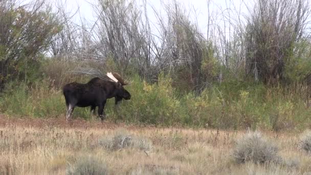 Orignal Taureau Pendant Ornière Dans Wyoming Automne — Video