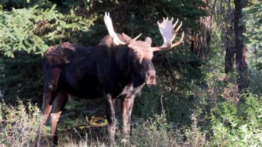 Wyoming 'de sonbaharda bir geyik.