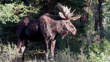 Wyoming 'de sonbaharda bir geyik.