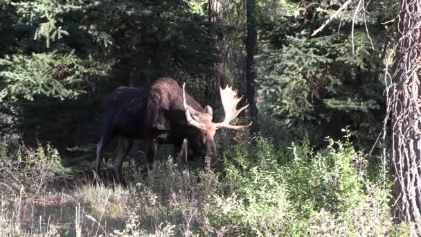 Alce Toro Autunno Nel Wyoming — Video Stock