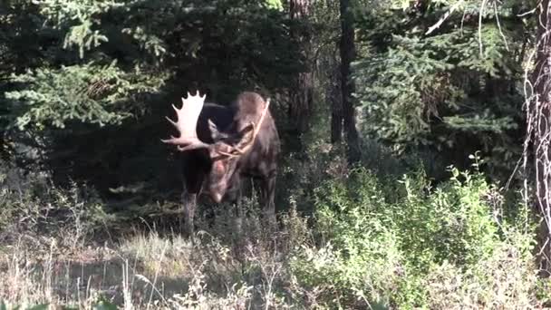 Býka Losa Podzim Wyomingu — Stock video