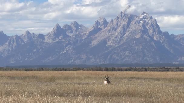 Een Pronghorn Antilopen Bok Wyoming Herfst — Stockvideo