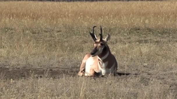 Wyoming Sonbaharda Bir Antilop Geyiği — Stok video
