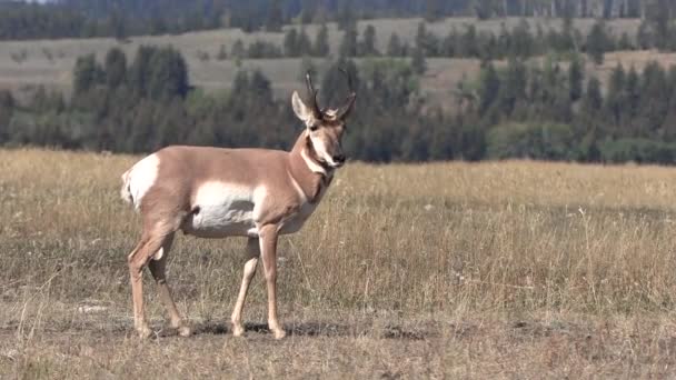 Buck Antílope Pronghorn Wyoming Outono — Vídeo de Stock