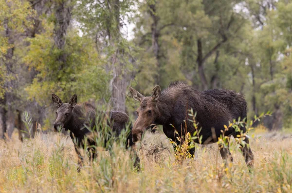 Cow Calf Moose Wyoming Autumn — Stock Photo, Image
