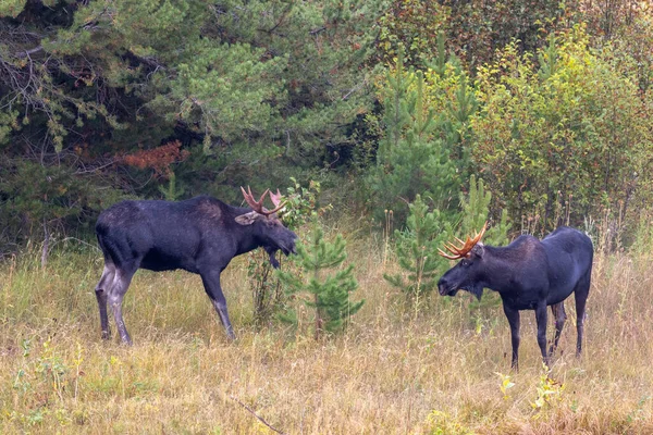 Een Paar Stieren Mooose Gevechten Tijdens Herfst Sleur Wyoming — Stockfoto