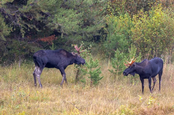 Een Paar Stieren Mooose Gevechten Tijdens Herfst Sleur Wyoming — Stockfoto