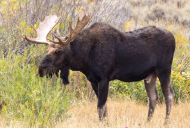 Sonbaharda Wyoming 'de bir geyik.
