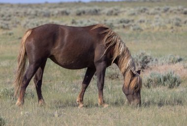 Yazın Wyoming çölünde güzel vahşi bir at.
