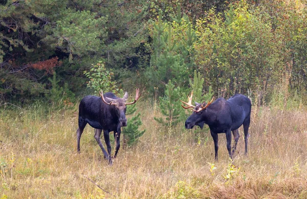 Pair Bull Mooose Fighting Fall Rut Wyoming — Stock Photo, Image