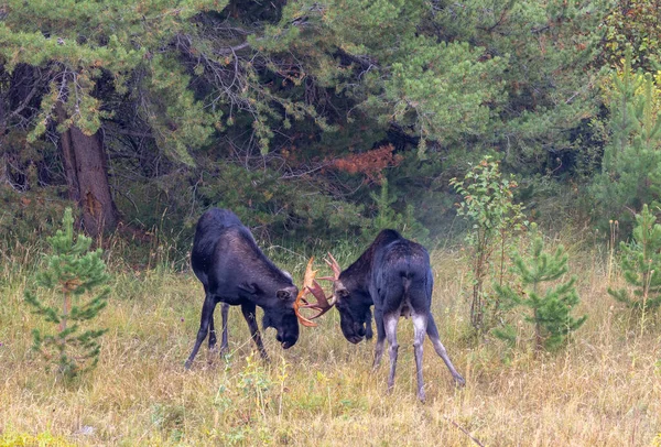 Par Toros Mooose Lucha Durante Rutina Otoño Wyoming — Foto de Stock