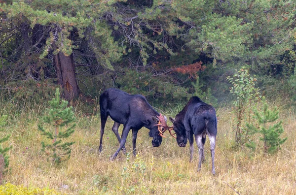 Une Paire Combats Orignaux Taureau Pendant Ornière Automne Dans Wyoming — Photo