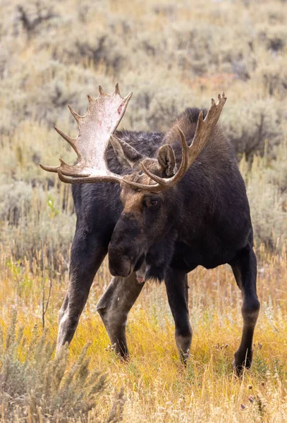 Tjur Älg Wyoming Hösten — Stockfoto