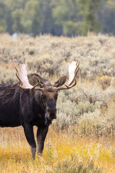 Okse Elg Wyoming Efteråret - Stock-foto