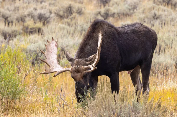 Alce Toro Wyoming Otoño — Foto de Stock