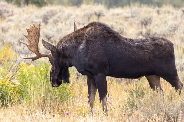 Een Stier Eland Wyoming Herfst — Stockfoto