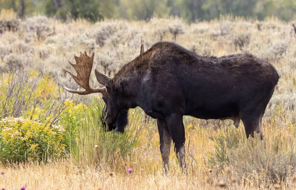 Een Stier Eland Wyoming Herfst — Stockfoto